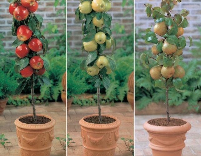 Как посадить плодовые культуры из горшков