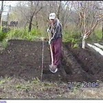 земляника,выращивание земляники,выращивание клубники +и земляники,+как выращивать землянику,