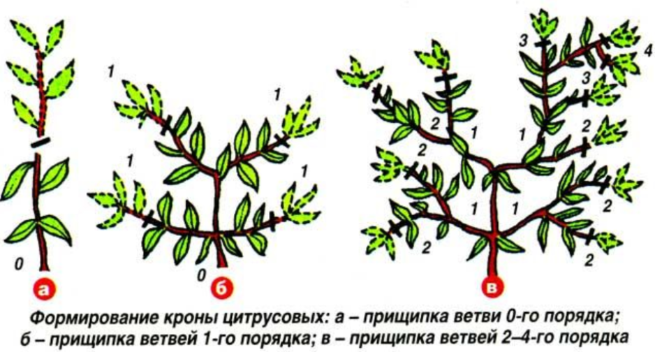 Формирование кроны растения. Прищипывание мандаринового дерева. Мандариновое дерево формирование кроны. Схема обрезки лимонного дерева. Обрезка апельсинового дерева.