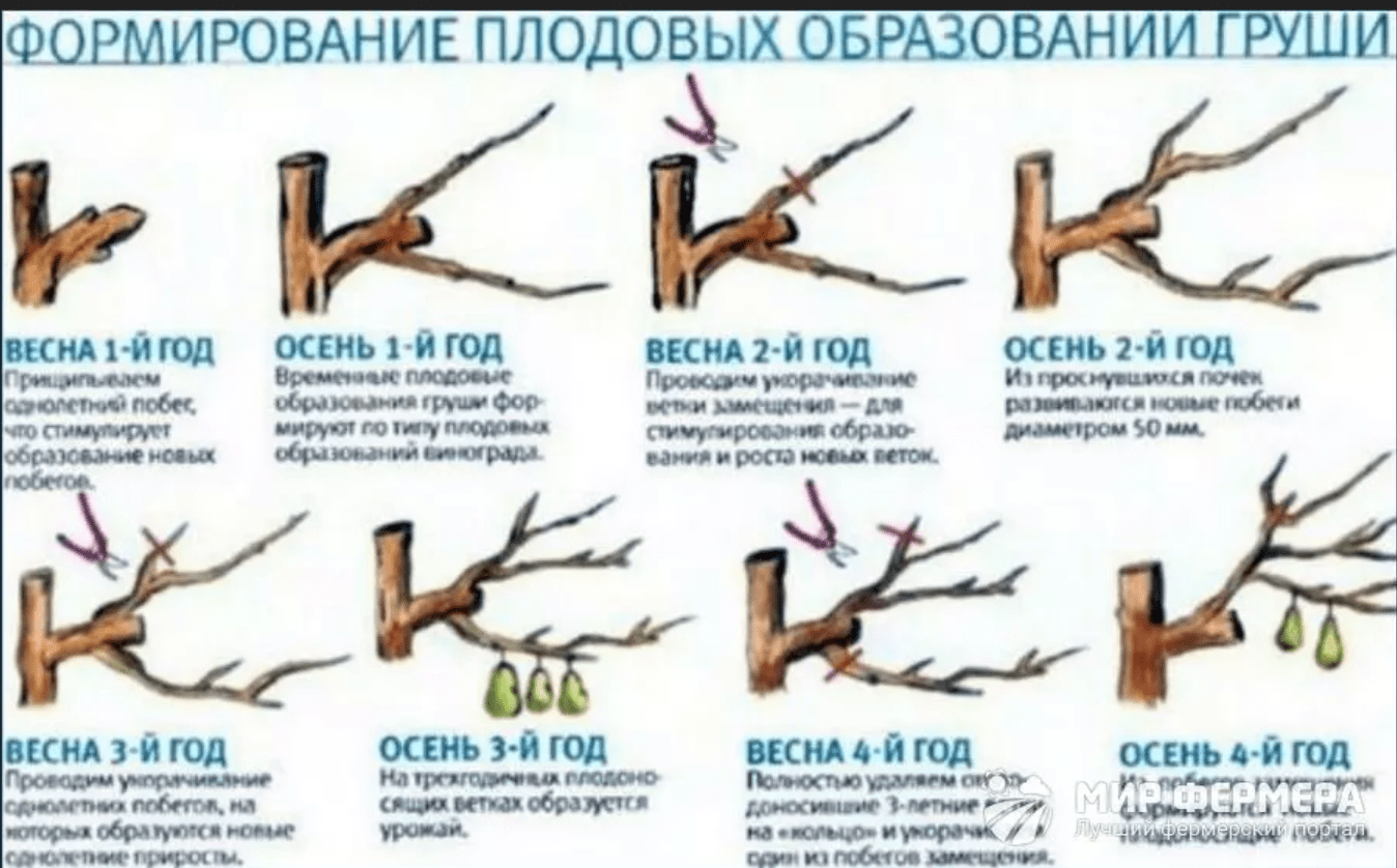 Как правильно обрезать старую грушу весной